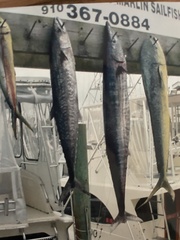 Scomberomorus cavalla