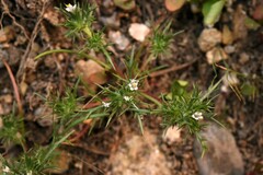 Navarretia intertexta