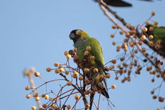 Aratinga nenday