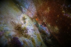 Parablennius tasmanianus