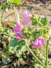 Mirabilis nyctaginea