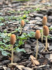 Parasola conopilea