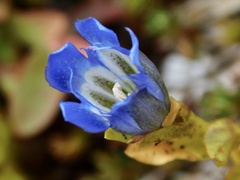 Gentiana calycosa
