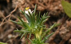 Navarretia intertexta