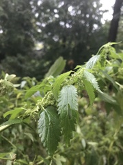 Urtica gracilis