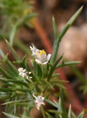 Navarretia intertexta