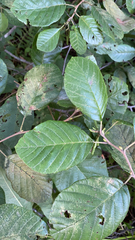 Alnus serrulata