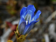 Gentiana calycosa