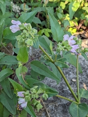 Mirabilis nyctaginea