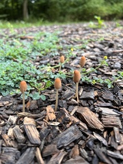 Parasola conopilea