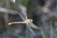 Erpetogomphus designatus