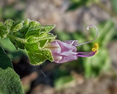 Mirabilis nyctaginea