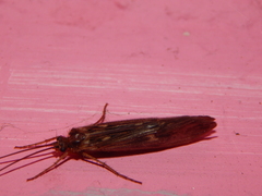 Trichoptera