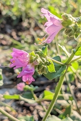 Mirabilis nyctaginea