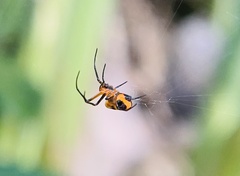 Leucauge fastigata