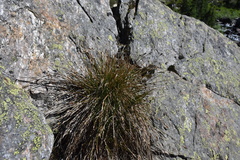 Juncus drummondii