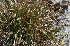 Juncus drummondii