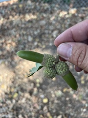 Quercus lobata