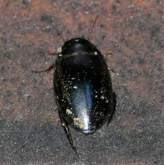 Thermonectus basillaris basillaris