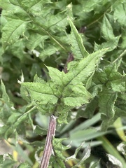 Echinops bannaticus