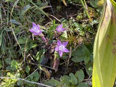 Gentianella germanica