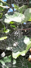 Cyrtophora citricola