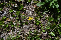 Ranunculus eschscholtzii