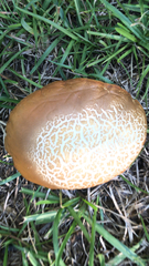 Agrocybe praecox