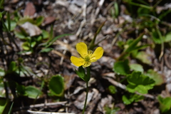 Ranunculus eschscholtzii