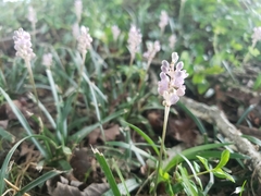 Liriope muscari