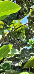 Cyrtophora citricola