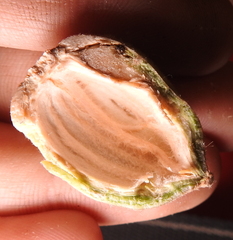 Cynipoidea