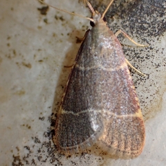 Hypsopygia glaucinalis