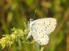 Plebejus samuelis