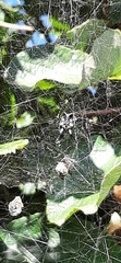 Cyrtophora citricola