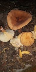 Lactifluus volemus