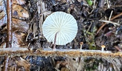 Marasmius croceus