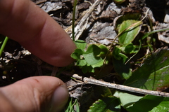 Ranunculus eschscholtzii