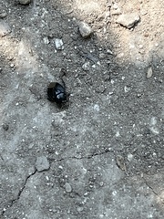 Pangaeus bilineatus