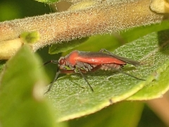 Lopidea instabilis