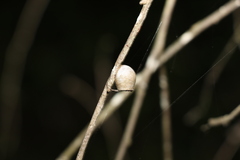 Limacodidae