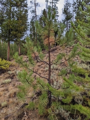 Pinus ponderosa