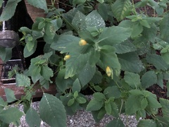 Impatiens pallida