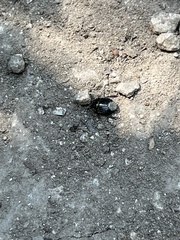 Pangaeus bilineatus