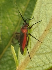 Lopidea instabilis