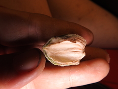 Cynipoidea