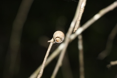 Limacodidae