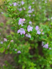 Clinopodium carolinianum