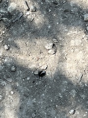 Pangaeus bilineatus