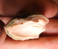 Cynipoidea